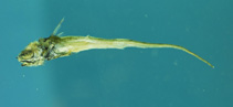To FishBase images (<i>Coryphaenoides alateralis</i>, by NOAA\NMFS\Mississippi Laboratory)