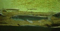 To FishBase images (<i>Coregonus albula</i>, by Ekeli, K.O.)