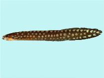 To FishBase images (<i>Congrogadus amplimaculatus</i>, by CSIRO)