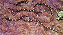 Image of Corythoichthys amplexus (Brown-banded pipefish)