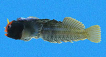 Image of Coralliozetus angelicus (Angel blenny)