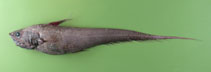 To FishBase images (<i>Coryphaenoides armatus</i>, by Orlov, A.)
