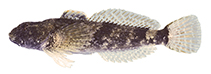 To FishBase images (<i>Cottus bairdii</i>, USA, by N. Burkhead & R. Jenkins, courtesy of VDGIF)