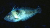 To FishBase images (<i>Coris ballieui</i>, Midway Is., by Randall, J.E.)