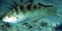 To FishBase images (<i>Coris batuensis</i>, Philippines, by Randall, J.E.)