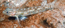 To FishBase images (<i>Coryphopterus bol</i>, by Keri Wilk/ReefNet)