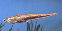 Image of Coilia brachygnathus (Yangtse grenadier anchovy)