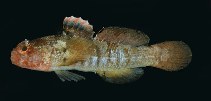 To FishBase images (<i>Coryogalops bulejiensis</i>, Oman, by Randall, J.E.)