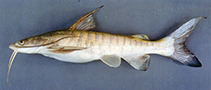 To FishBase images (<i>Arius burmanicus</i>, Myanmar, by Vidthayanon, C.)