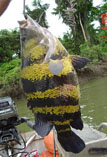 To FishBase images (<i>Datnioides campbelli</i>, Papua New Guinea, by Weston, G.)