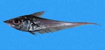 To FishBase images (<i>Coelorinchus canus</i>, Panama, by Robertson, R.)