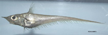 To FishBase images (<i>Coelorinchus caribbaeus</i>, by NOAA\NMFS\Mississippi Laboratory)