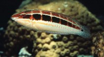 To FishBase images (<i>Coris caudimacula</i>, by Randall, J.E.)