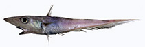 To FishBase images (<i>Coelorinchus celaenostomus</i>, by McMillan & Iwamoto)