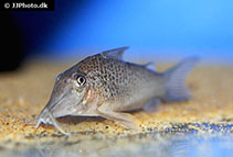 To FishBase images (<i>Corydoras cervinus</i>, by JJPhoto)