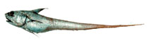 To FishBase images (<i>Coryphaenoides cinereus</i>, Russia, by Orlov, A.)