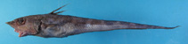 To FishBase images (<i>Coelorinchus cingulatus</i>, Chinese Taipei, by Ho, H.-C.)
