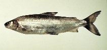 Image of Coregonus clupeaformis (Lake whitefish)