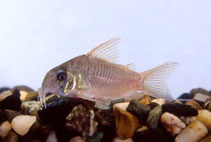 To FishBase images (<i>Corydoras concolor</i>, Colombia, by Landines, M.)