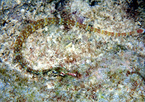 Image of Corythoichthys conspicillatus 
