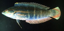 To FishBase images (<i>Coris dorsomacula</i>, Japan, by Randall, J.E.)