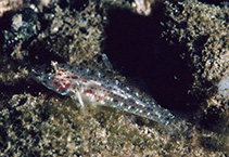 To FishBase images (<i>Coryphopterus duospilus</i>, Mauritius, by Randall, J.E.)