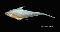 To FishBase images (<i>Coilia dussumieri</i>, India, by Sen, S.K.)