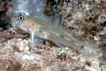 To FishBase images (<i>Coryphopterus eidolon</i>, Bahamas, by Randall, J.E.)