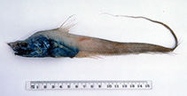 To FishBase images (<i>Coryphaenoides filicauda</i>, Australia, by Graham, K.)