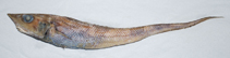 To FishBase images (<i>Coelorinchus fuscigulus</i>, Chinese Taipei, by Ho, H.-C.)