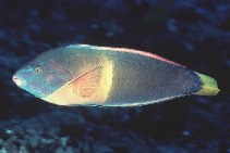 To FishBase images (<i>Coris gaimard gaimard</i>, Hawaii, by Randall, J.E.)