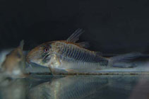 To FishBase images (<i>Corydoras geoffroy</i>, by JJPhoto)