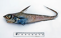 To FishBase images (<i>Coelorinchus gormani</i>, Australia, by Graham, K.)