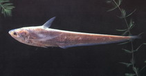 To FishBase images (<i>Coilia grayii</i>, by CAFS)
