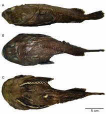 To FishBase images (<i>Cottunculus granulosus</i>, Brazil, by Mincarone, M.M.)