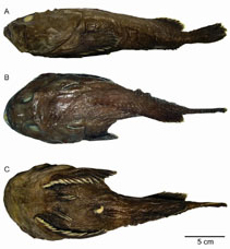 Western Blobfish, Psychrolutes occidentalis - The Australian Museum