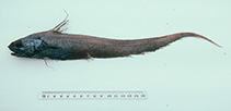 To FishBase images (<i>Coryphaenoides grahami</i>, Australia, by Graham, K.)