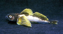 To FishBase images (<i>Cottocomephorus grewingkii</i>, Russia, by Sideleva, V.G.)