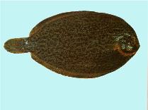 To FishBase images (<i>Colistium guntheri</i>, New Zealand, by SeaFIC)