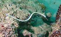 To FishBase images (<i>Corythoichthys haematopterus</i>, Seychelles, by Koch, R.J.)