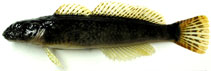 To FishBase images (<i>Cottus hangiongensis</i>, Japan, by Miyahara, H.)