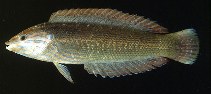 To FishBase images (<i>Coris hewetti</i>, Marquesas Is., by Randall, J.E.)
