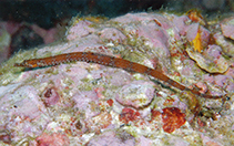 To FishBase images (<i>Cosmocampus investigatoris</i>, Myanmar, by Allen, G.R.)