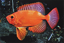 To FishBase images (<i>Cookeolus japonicus</i>, Indonesia, by Steene, R.)