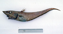 Image of Coelorinchus kermadecus (Kermadec rattail)