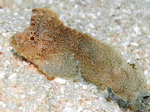 To FishBase images (<i>Cocotropus larvatus</i>, Marshall Is., by Johnson, J.)