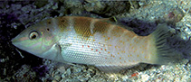 To FishBase images (<i>Coris latifasciata</i>, Maldives, by Randall, J.E.)