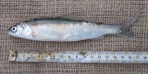 To FishBase images (<i>Coregonus laurettae</i>, Alaska, by Runfola, D.M.)