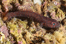 To FishBase images (<i>Corcyrogobius liechtensteini</i>, Croatia, by Falleni, A.)