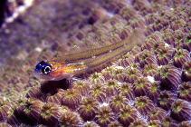 Image of Coryphopterus lipernes (Peppermint goby)